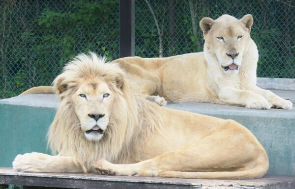 safaripark2
